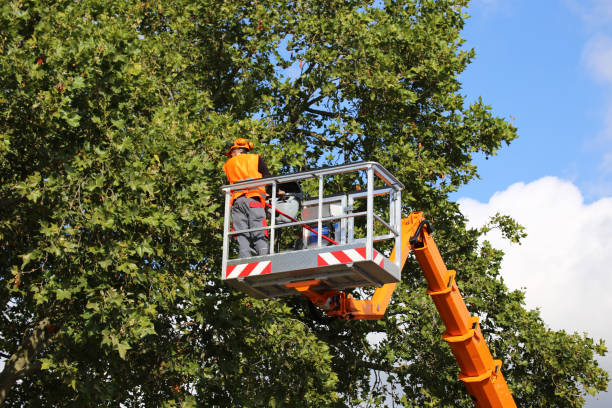 Reliable Bealeton, VA Tree Removal and Landscaping Services Solutions